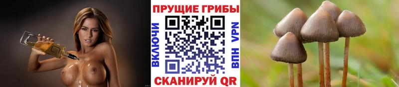 сколько стоит  Инза  Галлюциногенные грибы MAGIC MUSHROOMS 